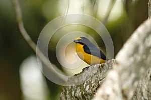 Yellow-throated Euphonia sitting on tree in tropical mountain rain forest in Costa Rica, clear and green background,small songbird