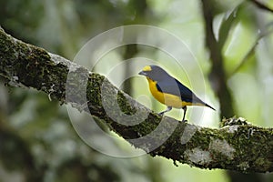 Yellow-throated Euphonia sitting on tree in tropical mountain rain forest in Costa Rica, clear and green background, small songbir photo