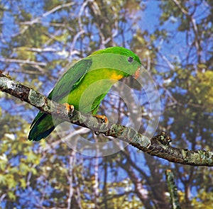 Yellow-Throated Hanging Parrot, loriculus pusillus, Adult standing on Branch
