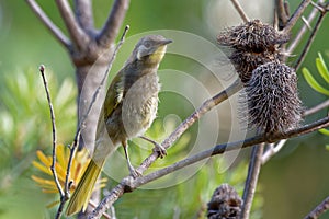 Yellow-throated Honeyeater - Nesoptilotis flavicollis - australian bird with yellow throat. Australia photo