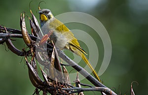 Yellow-throated Honeyeater in Tasmania