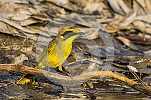 Yellow-throated Honeyeater in Victoria, Australia