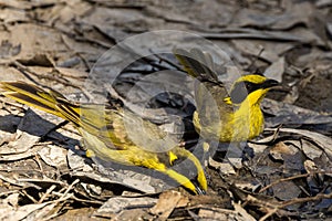 Yellow-throated Honeyeater in Victoria, Australia