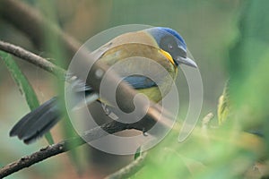 Yellow-throated laughingthush