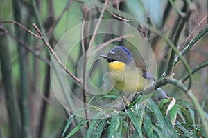 Yellow-throated laughingthush