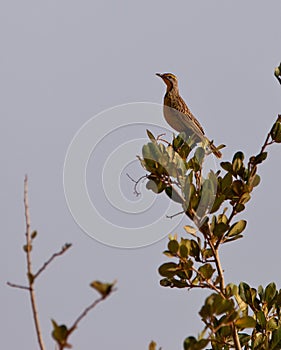 Yellow-throated Longclaw