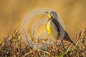 Yellow-throated longclaw with catchlight perched on grass photo