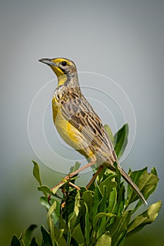 Yellow-throated longclaw perched on bush with catchlight