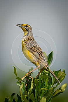 Yellow-throated longclaw perched on bush with catchlight photo