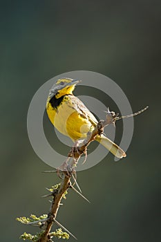 Yellow-throated longclaw on thorny branch turning head