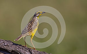 Yellow-throated longclaw (Macronyx croceus) photo