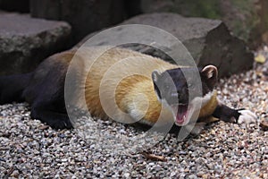 Yellow-throated marten