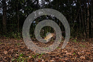 Yellow-throated Marten in forest