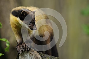 Yellow-throated Marten (Martes flavigula)