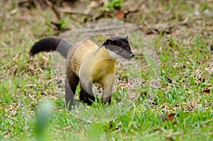 Yellow-throated Marten (Martes flavigula)