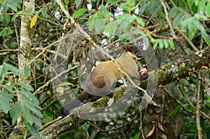 Yellow-throated Marten (Martes flavigula)