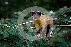 Yellow-throated marten, Martes flavigula, in tree forest habitat, Chitwan National Park, China. Small predator sitting in green ve