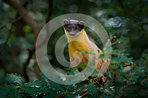 Yellow-throated marten, Martes flavigula, in tree forest habitat, Chitwan National Park, China. Small predator sitting in green ve