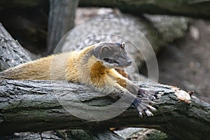Yellow-throated marten stretching on the mossy log