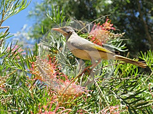 Yellow-throated Miner with flowers