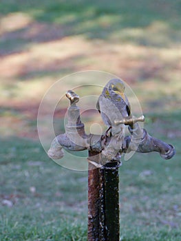 Yellow throated Miner on a tap