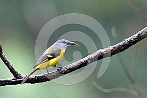 Yellow-throated Minivet
