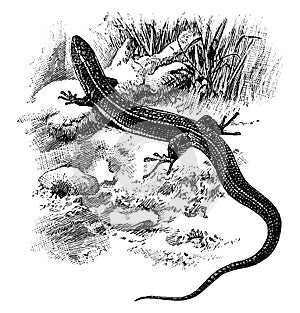 Yellow Throated Plated Lizard, vintage illustration