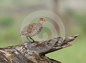 Yellow-throated sandgrouse