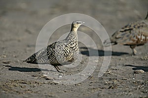 Yellow-throated sandgrouse, Pterocles gutturalis