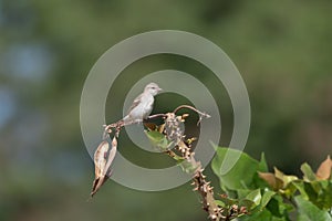 A yellow-throated sparrow or chestnut-shouldered petronia Gymnoris xanthocollis observed in Mount Abu