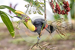 Yellow throated toucan closeup portrait eating fruit of a Palm tree in famous Tortuguero national park Costa Rica