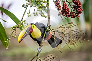 Yellow throated toucan closeup portrait eating fruit of a Palm tree in famous Tortuguero national park Costa Rica