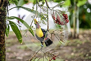 Yellow throated toucan closeup portrait eating fruit of a Palm tree in famous Tortuguero national park Costa Rica