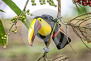 Yellow throated toucan closeup portrait eating fruit of a Palm tree in famous Tortuguero national park Costa Rica photo