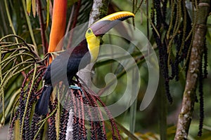 Yellow-throated toucan in a palmtree