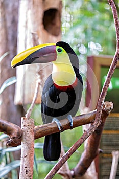 Yellow-throated Toucan (Ramphastos ambiguus) in Central and South America