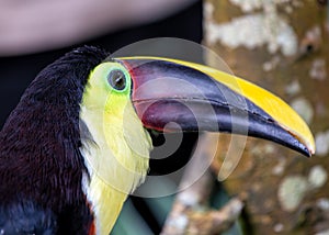 Yellow-throated Toucan (Ramphastos ambiguus) in Central and South America