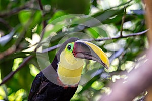 Yellow-throated Toucan (Ramphastos ambiguus) in Central and South America