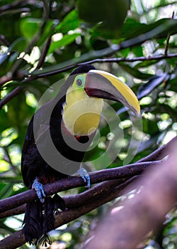 Yellow-throated Toucan (Ramphastos ambiguus) in Central and South America