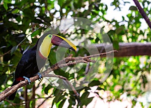 Yellow-throated Toucan (Ramphastos ambiguus) in Central and South America