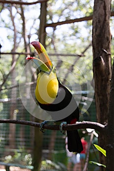 Yellow Neck Toucan with open beak photo
