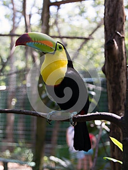 Yellow Neck Toucan photo