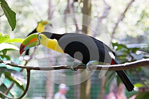 Yellow Neck Toucan photo