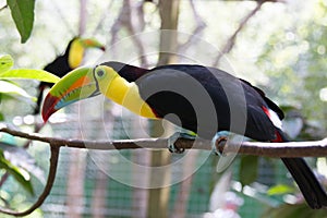 Yellow Neck Toucan photo