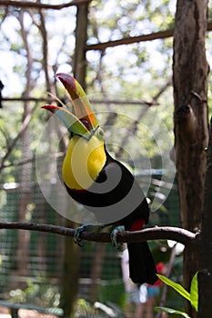 Yellow Neck Toucan with grape in it`s beak photo