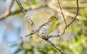 Yellow-throated Vireo Singing from a Branch