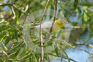 Yellow-throated Vireo Singing from a Branch