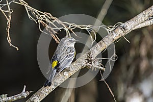 Yellow throated warbler