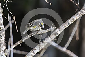Yellow throated warbler looking down