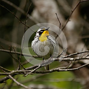 Yellow-throated Warbler Raleigh